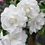 Camellia Avalanche