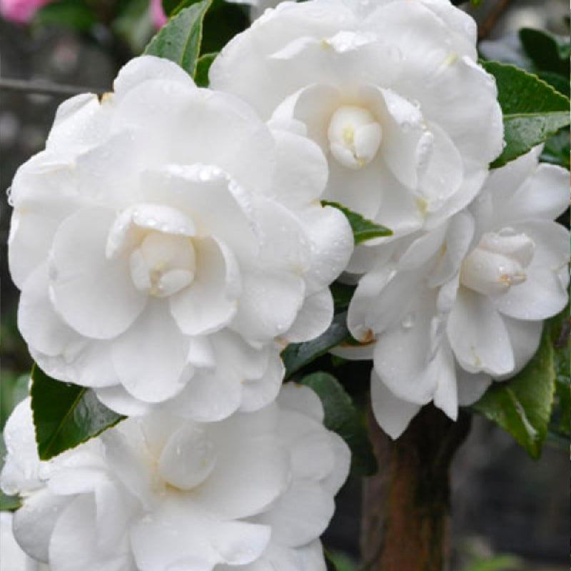 Camellia Avalanche