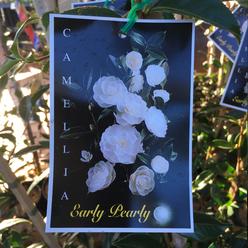 Camellia Early Pearly