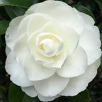 Camellia Early Pearly
