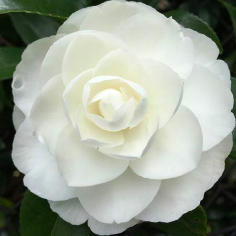 Camellia Early Pearly