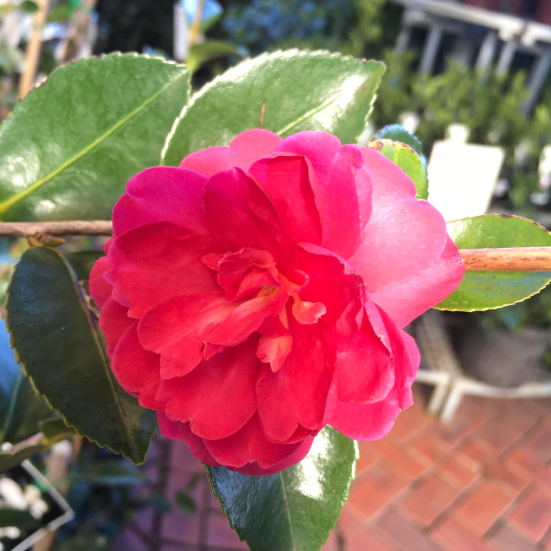 Camellia sasanqua Exotic Jewel