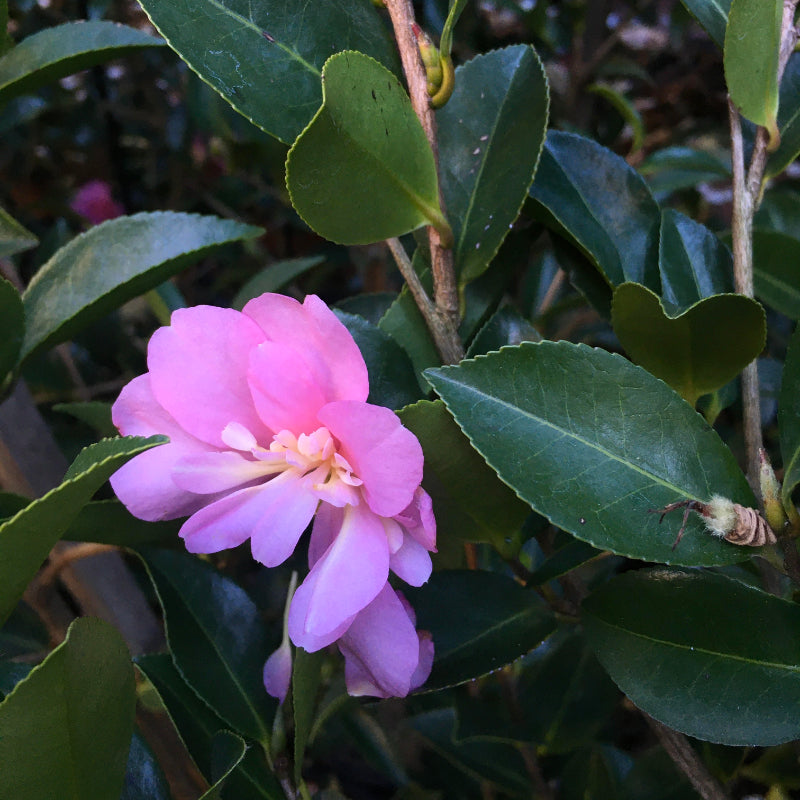 Camellia Geoffrey James
