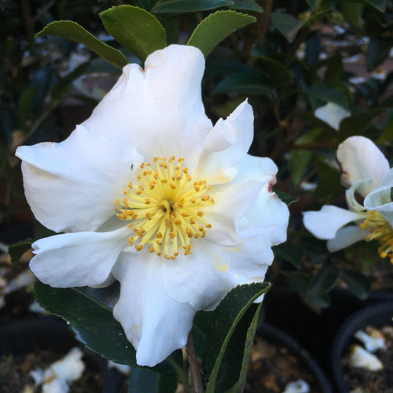 Camellia Setsugekka