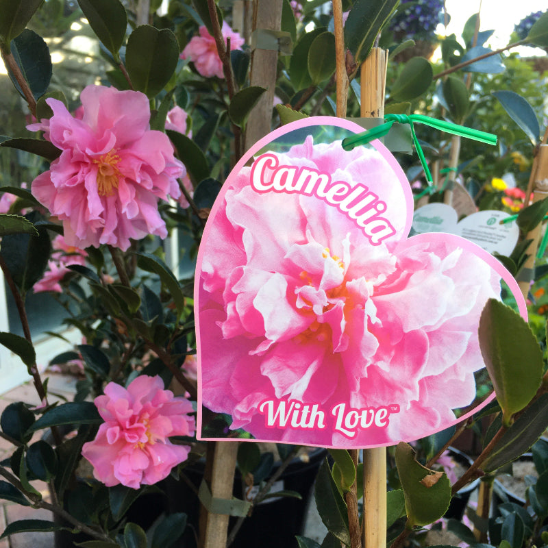 Camellia With Love