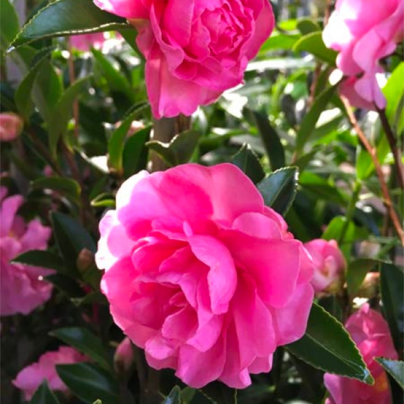 Camellia With Love