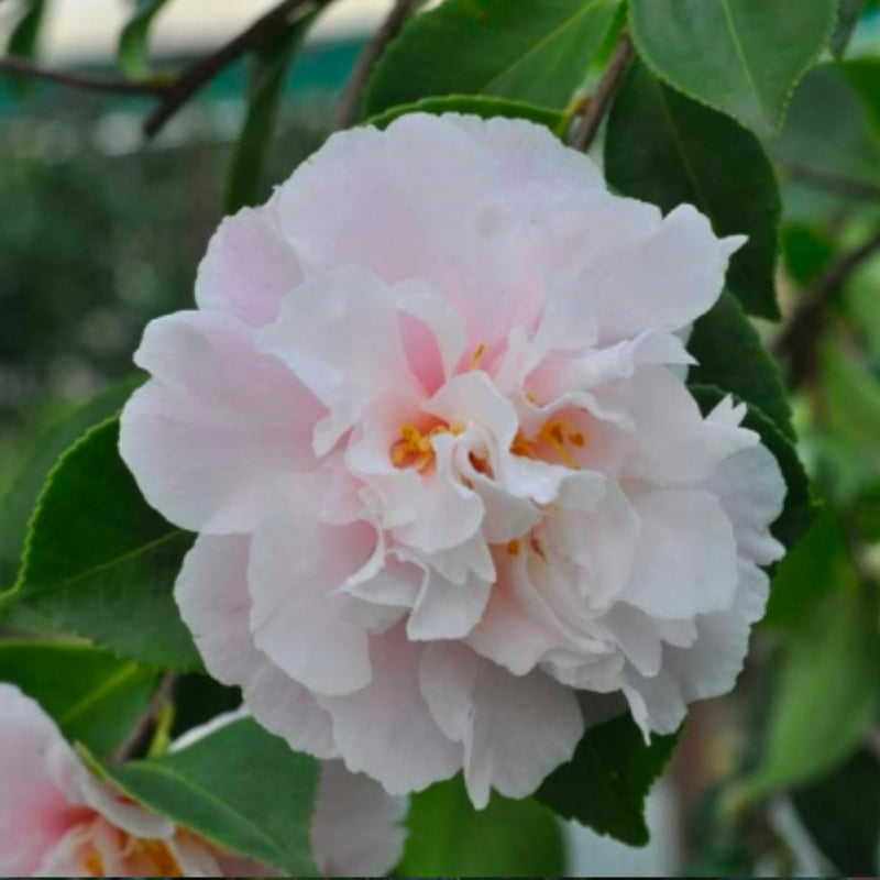 Camellia Snow