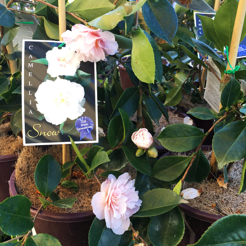 Camellia Snow