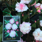 Camellia Sweet Jane