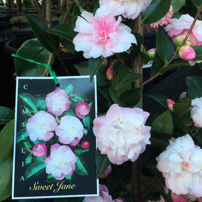 Camellia Sweet Jane