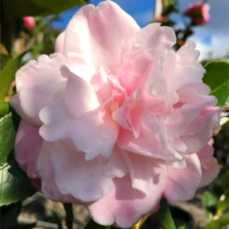 Camellia Sweet Jane