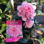 Camellia Volunteer