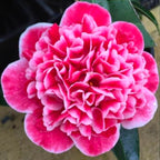 Camellia Volunteer