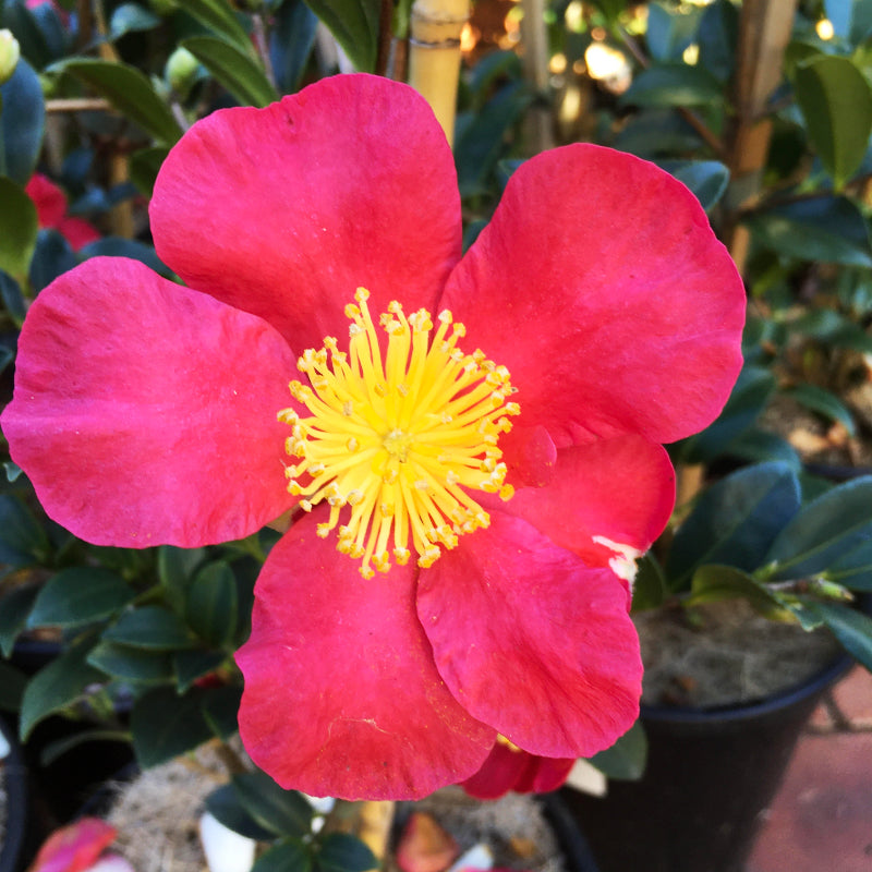 Camellia Yuletide