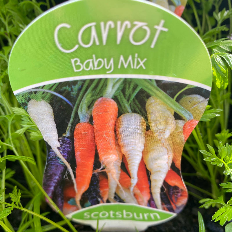 Carrot Baby Mix punnet