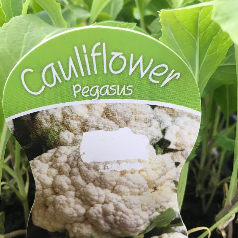 Cauliflower Pegasus punnet