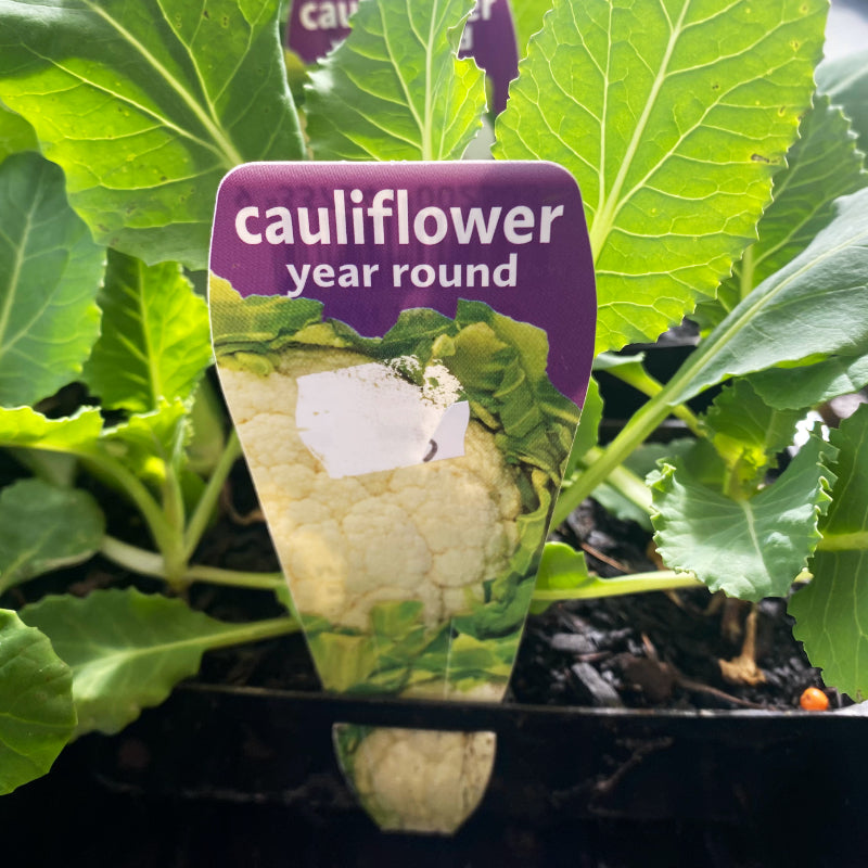 Cauliflower Year Round punnet