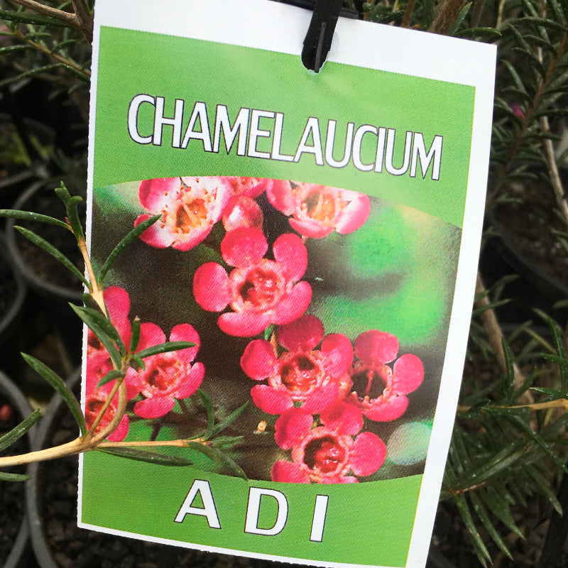 Chamelaucium Adi