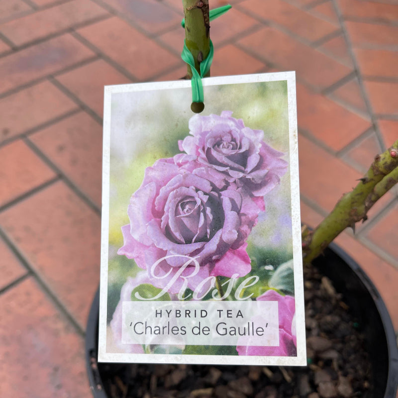 Charles de Gaulle Bush Rose