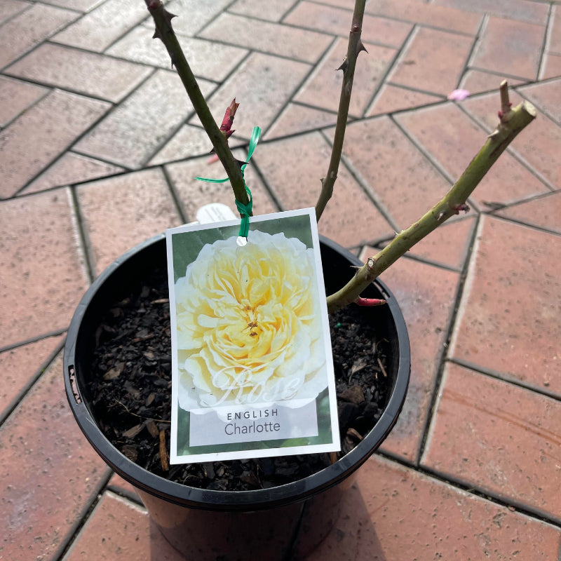 Charlotte English Bush Rose
