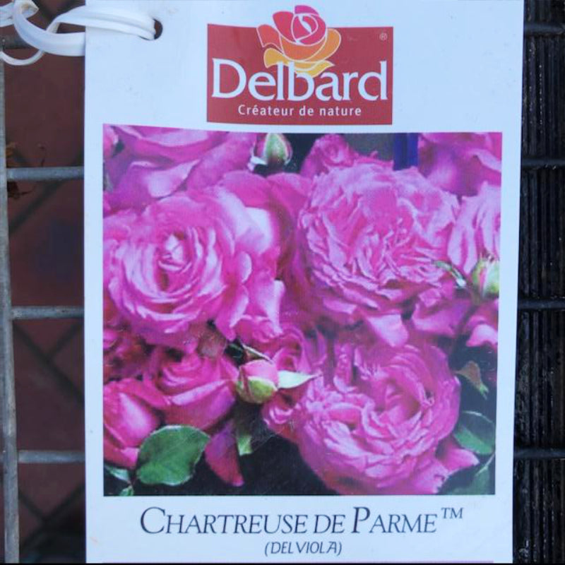 Chartreuse de Parme Bush Rose