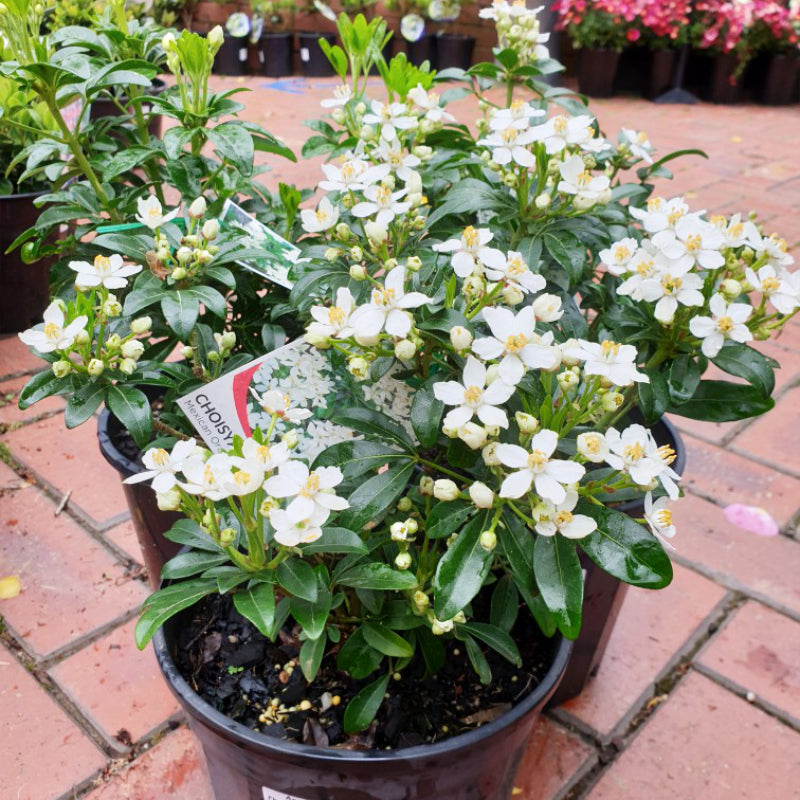 Choisya ternata