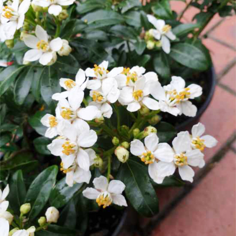 Choisya ternata