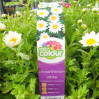 Chrysanthemum White Easy Colour