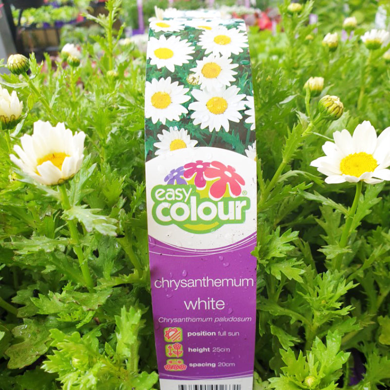 Chrysanthemum White Easy Colour