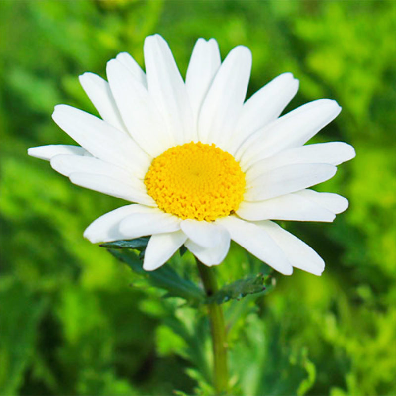 Chrysanthemum White Easy Colour