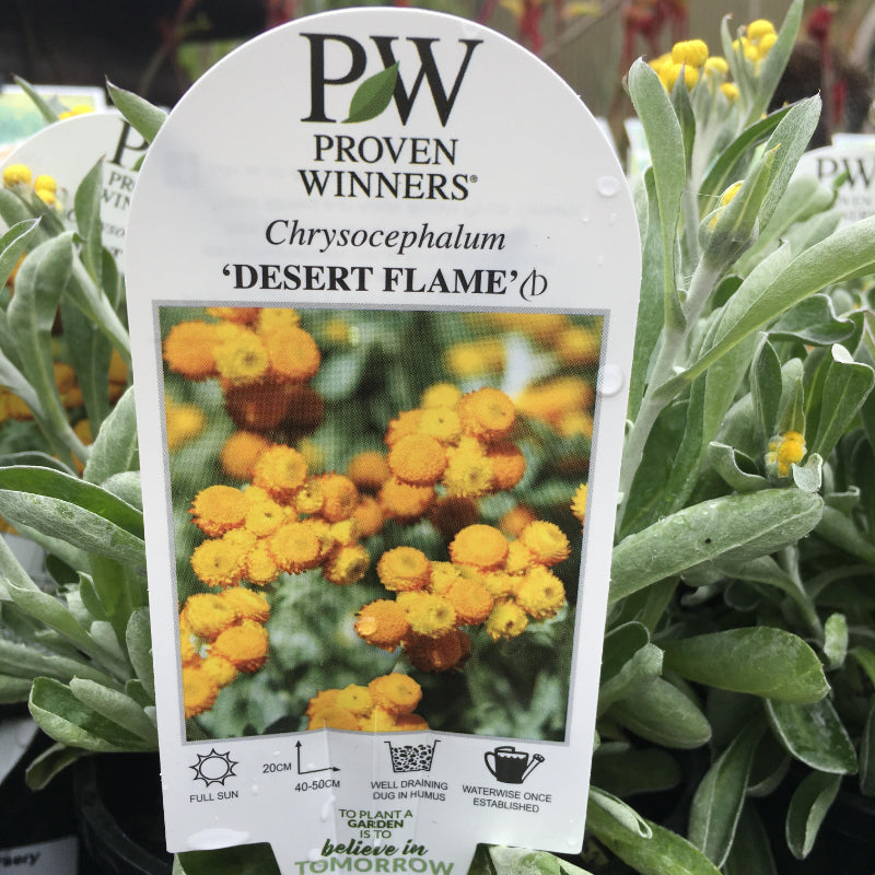 Chrysocephalum Desert Flame