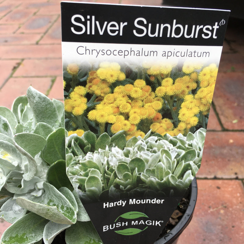 Chrysocephalum Silver Sunburst
