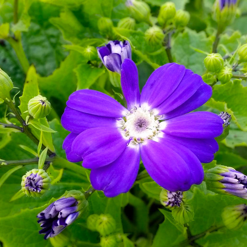 Cineraria Blue Shades Easy Colour 4 Cell