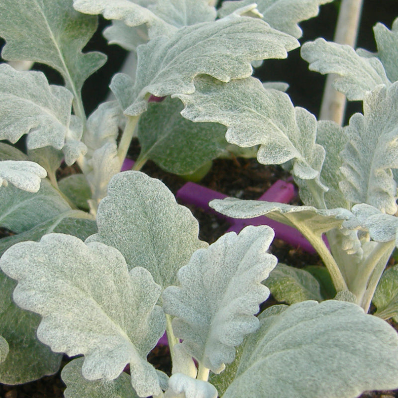 Cineraria Silverdust Easy Colour