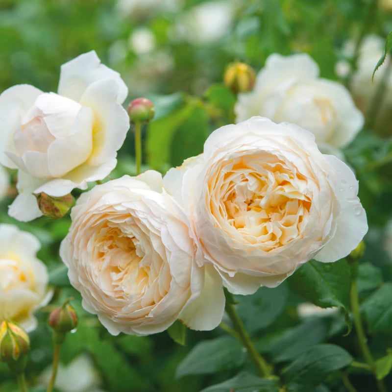 Claire Austin Bush Rose