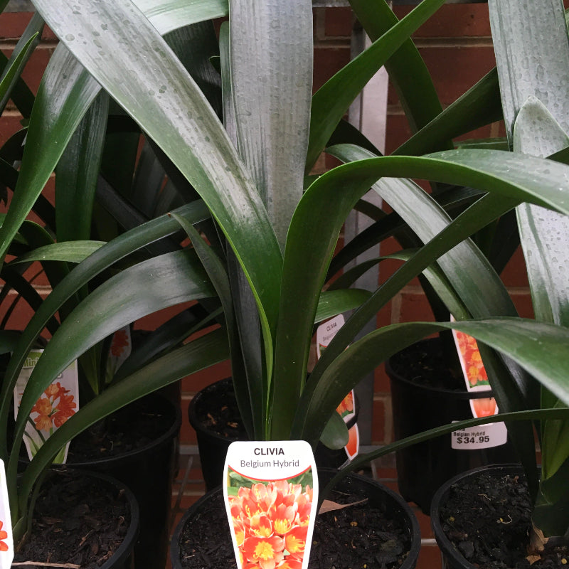 Clivia Belgian Hybrid