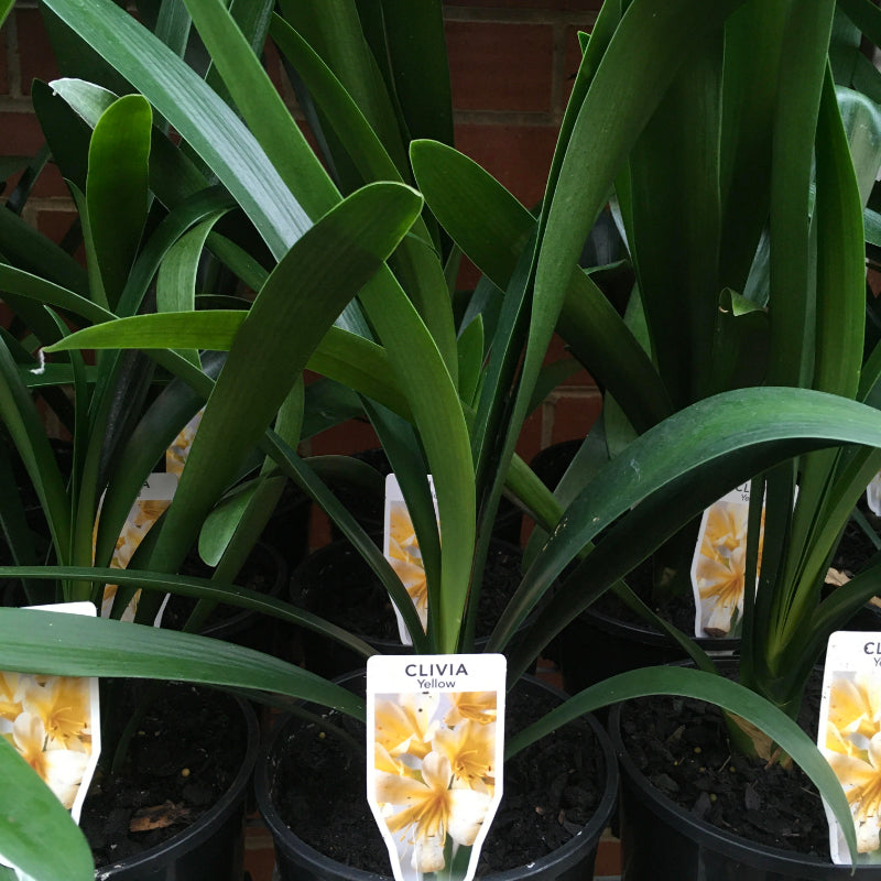 Clivia Yellow
