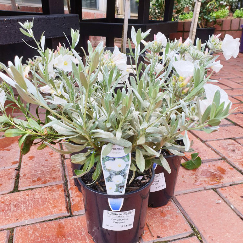 Convolvulus Silver Bush