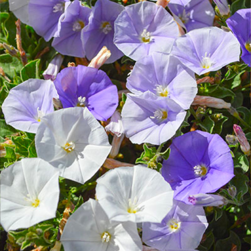 Convolvulus Two Moons