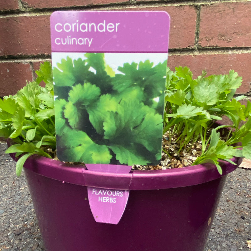 Herbs in 20cm pot