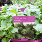 Herbs in 14cm pot