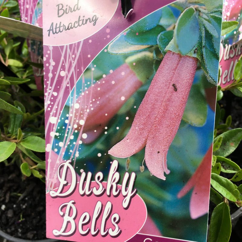 Correa Dusky Bells