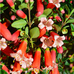 Correa Autumn Blaze