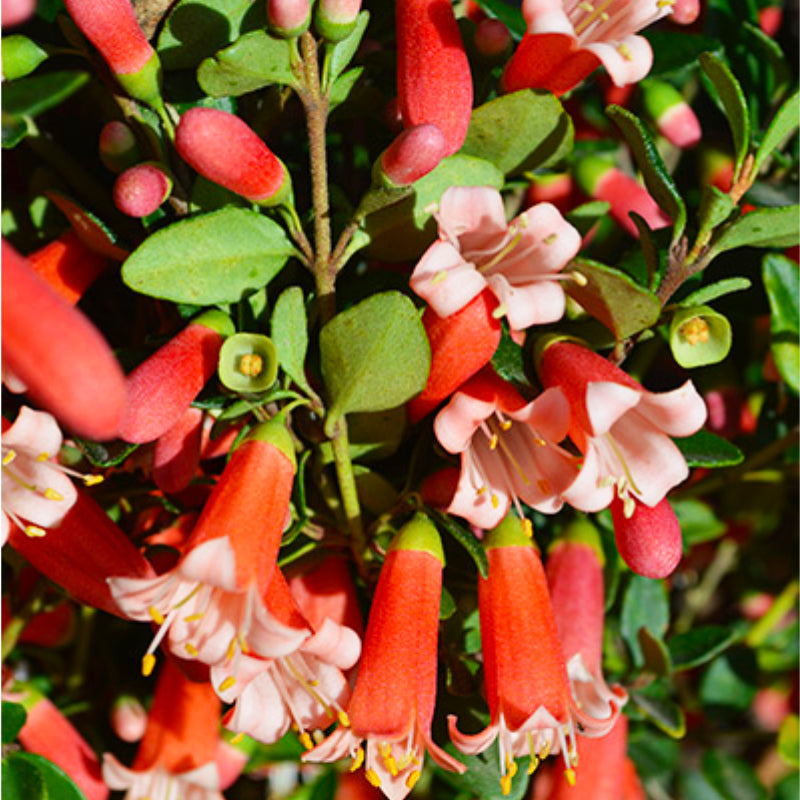 Correa Autumn Blaze