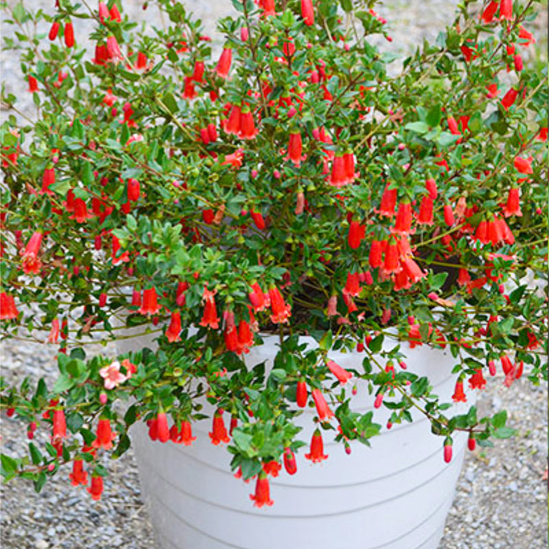 Correa Autumn Blaze