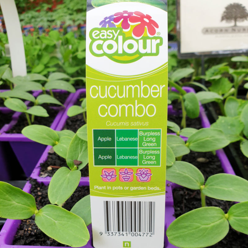 Cucumber Combo Easy Colour