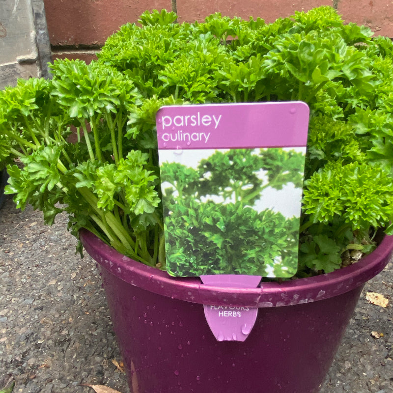 Herbs in 20cm pot