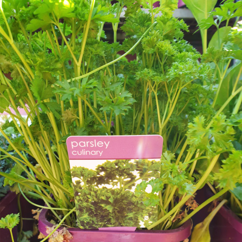 Herbs in 14cm pot