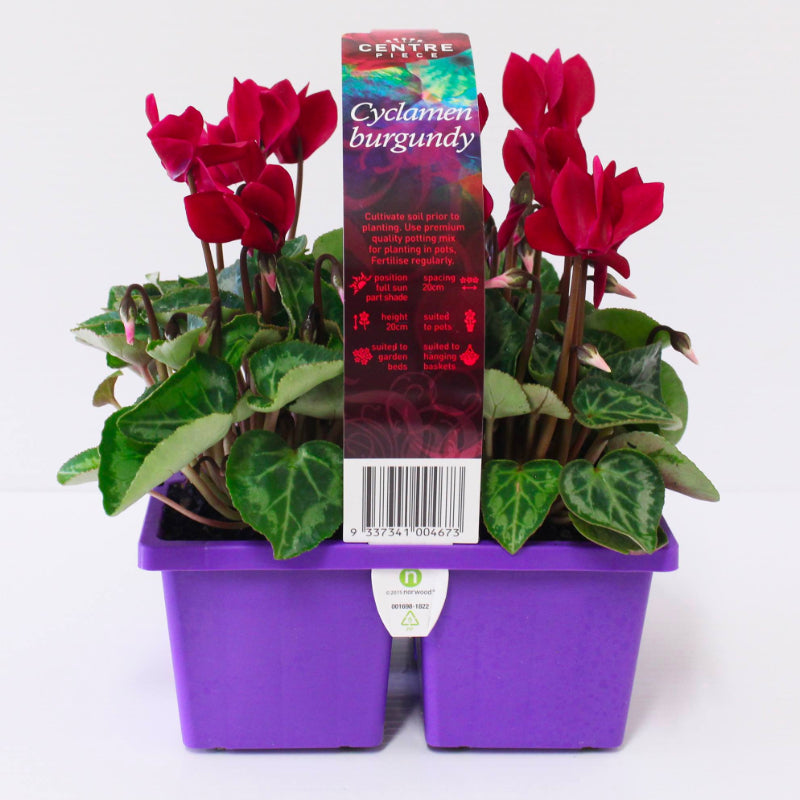 Cyclamen Centrepiece Burgundy