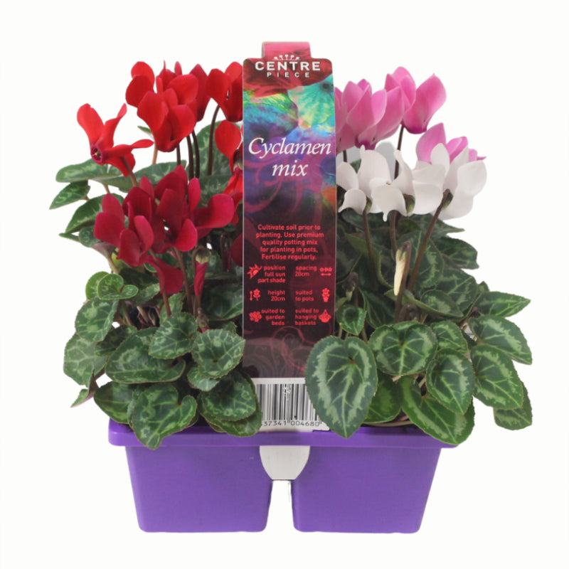Cyclamen Centrepiece Mix